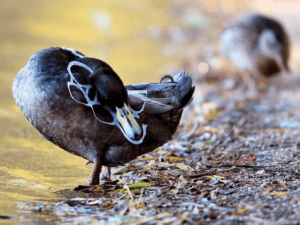 Duck stuck in plastic trash